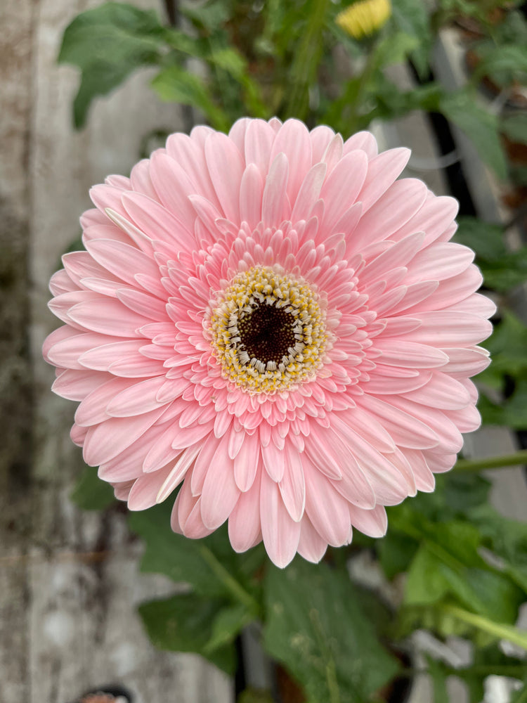 
                  
                    Pink Gerbera Daisy Box - 100 stems
                  
                