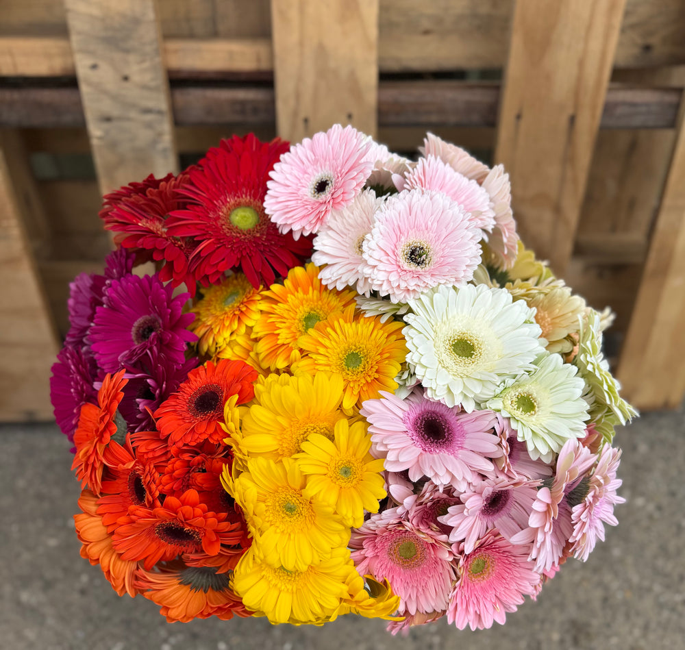 Gerbera Daisy Assorted Box - 100 stems – Calily Flowerhouse