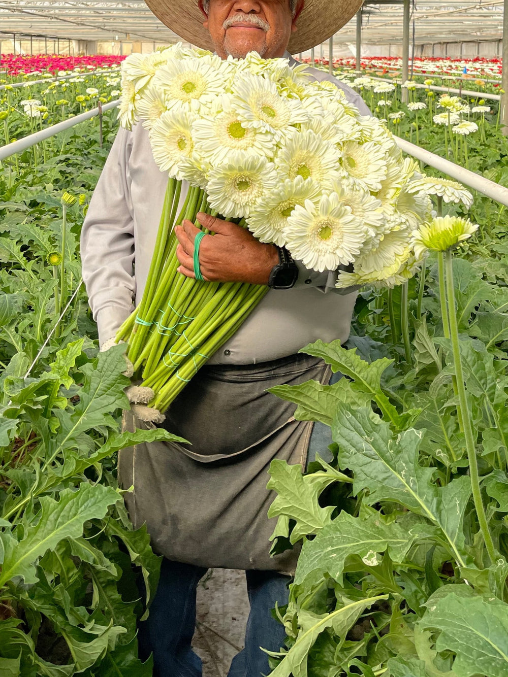 White Gerbera Daisy Box - 50 stems