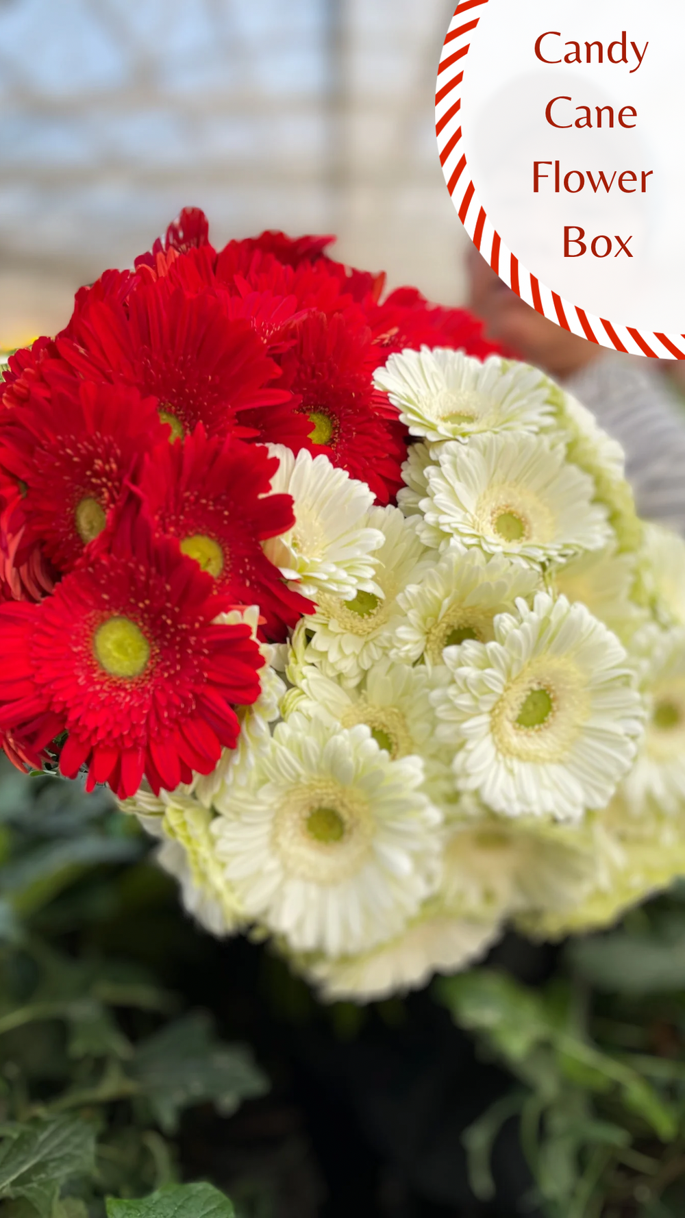 Candy Cane Gerbera Daisy Box - 100 stems