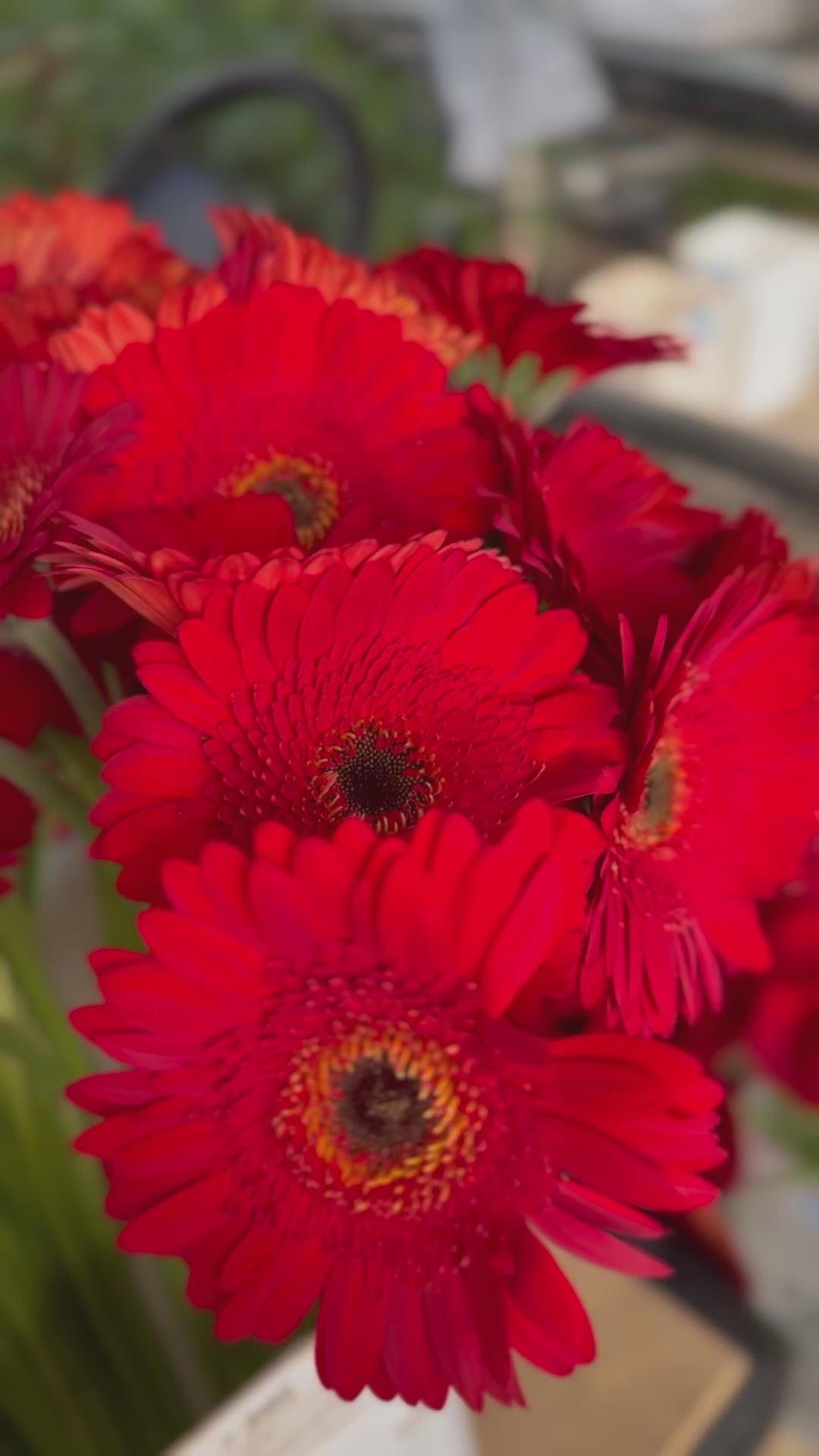 
                  
                    Load and play video in Gallery viewer, Red Gerbera Daisy Box - 50 stems
                  
                