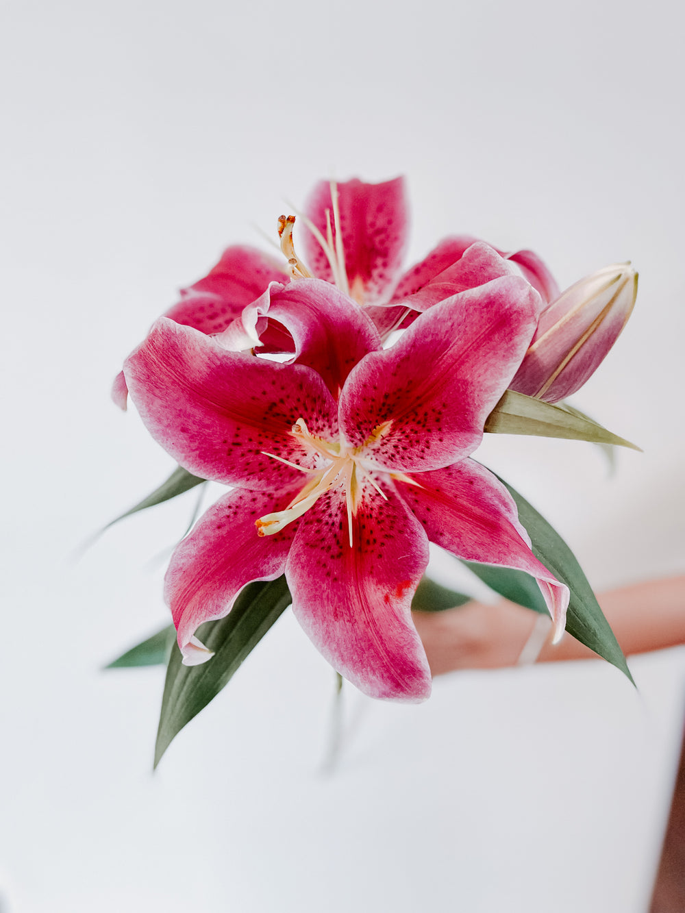 tiger lily pink Premium Pink Oriental Lily Pack — 10 Bunches , 100 Stems – Calily  Flowerhouse
