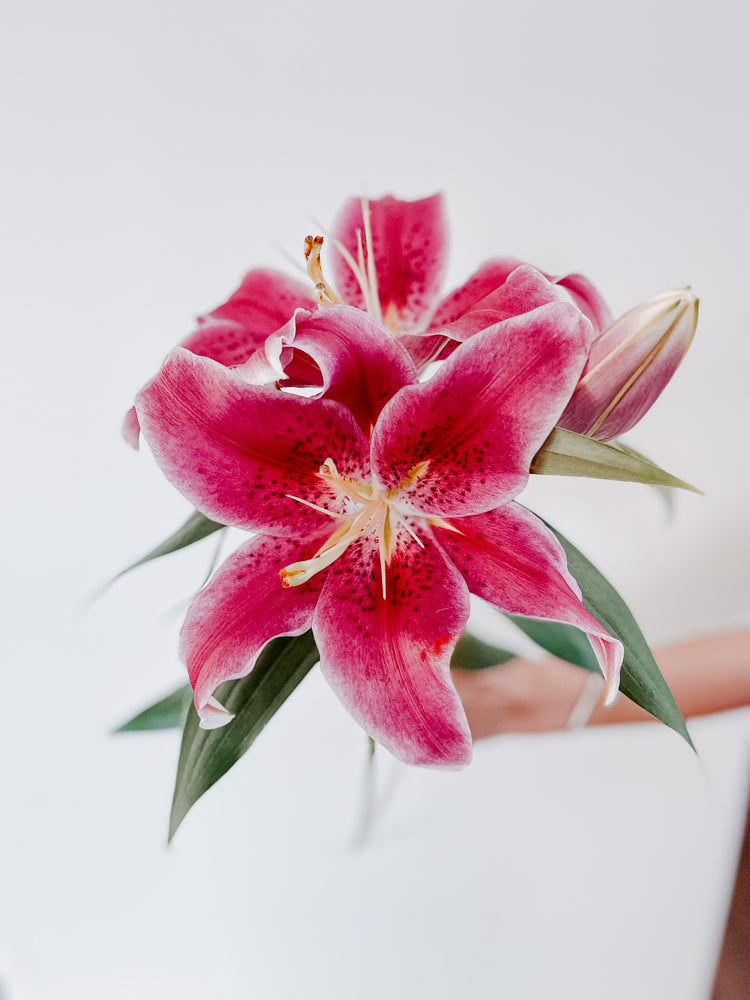 
                  
                    California Babe Lily Bouquet
                  
                
