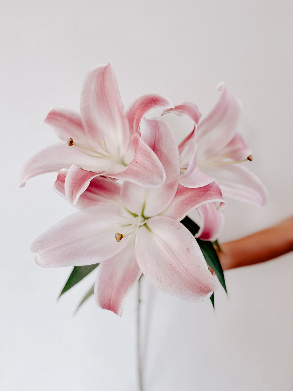 asiatic lily bouquet Premium Pink Oriental Lily Pack — 10 Bunches , 100 Stems – Calily Flowerhouse