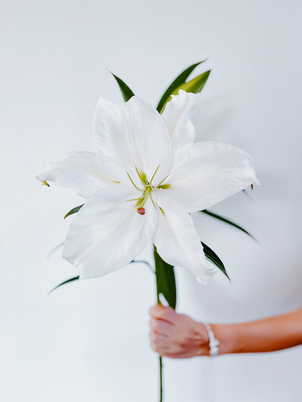 white oriental lily Premium White Oriental Lily Pack — 10 Bunches / 100 Stems – Calily Flowerhouse
